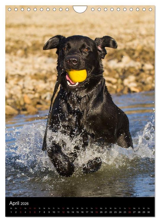 Produktbild: Faszination Labrador Retriever (Wandkalender 2026 DIN A4 hoch), CALVENDO Monatskalender