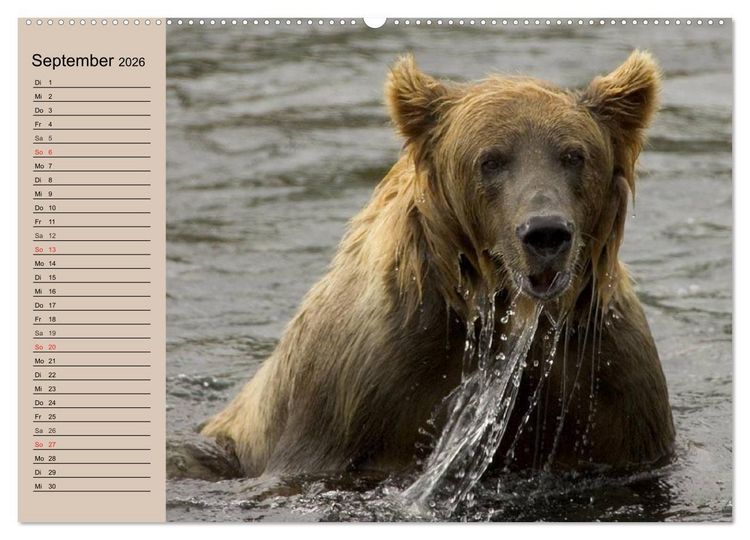 Produktbild: B&auml;ren. Unterwegs mit Meister Petz (Wandkalender 2026 DIN A2 quer), CALVENDO Monatskalender