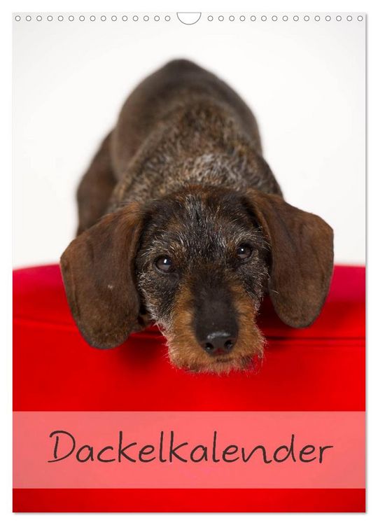 Produktbild: Dackel (Wandkalender 2026 DIN A3 hoch), CALVENDO Monatskalender