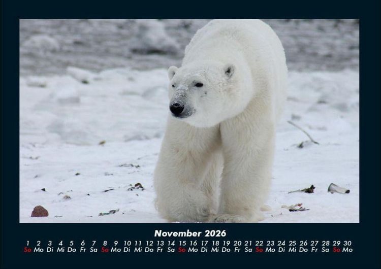 Produktbild: Pinguine & Eisb&auml;ren 2026 Fotokalender DIN A4