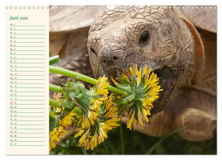 Produktbild: Meine Schildkr&ouml;ten - Geburtstagskalender (Wandkalender 2026 DIN A3 quer), CALVENDO Monatskalender