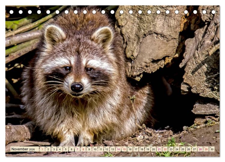 Produktbild: Waschb&auml;r - Niedlicher Allesfresser (Tischkalender 2026 DIN A5 quer), CALVENDO Monatskalender