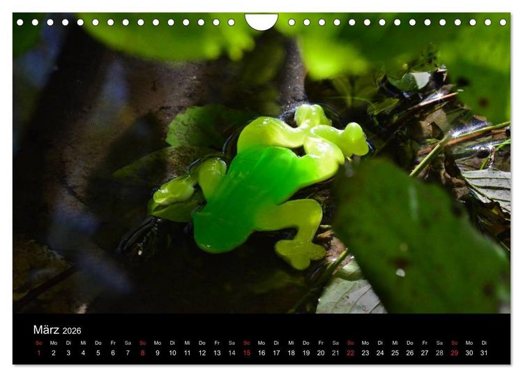 Produktbild: Die Welt der Fruchtgummis (Wandkalender 2026 DIN A4 quer), CALVENDO Monatskalender