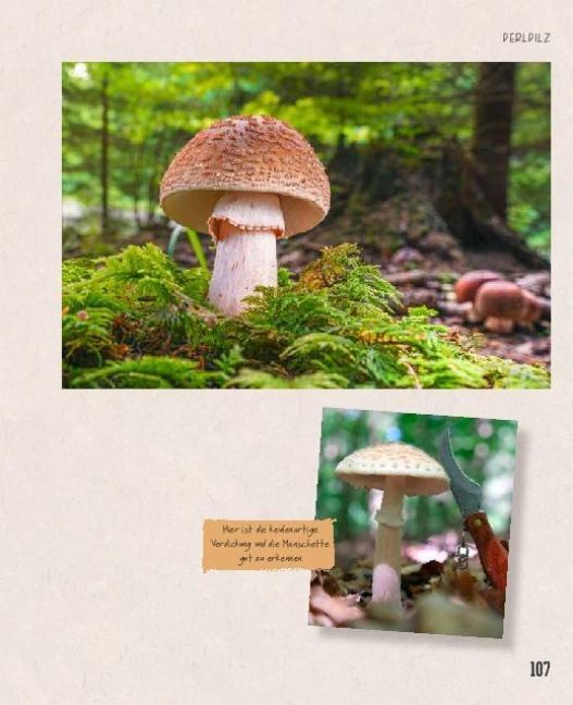 Produktbild: Essbare Sch&auml;tze aus der Natur: Erkennen &ndash; Sammeln &ndash; Zubereiten
