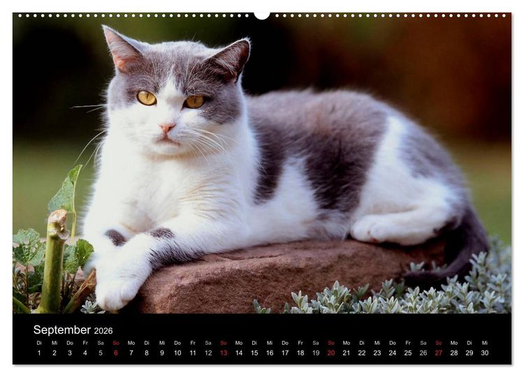Produktbild: Katzen (hochwertiger Premium Wandkalender 2026 DIN A2 quer), Kunstdruck in Hochglanz