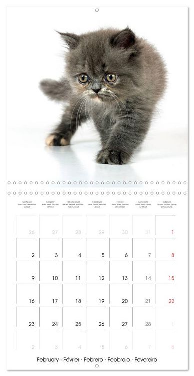 Produktbild: Persian Kittens (Wall Calendar 2026 12 &times; 12 Inch) CALVENDO 12 Month Wall Calendar
