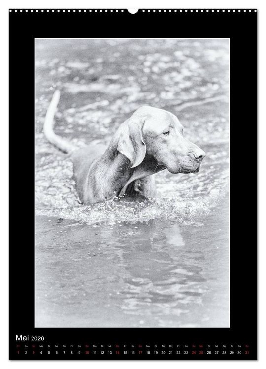 Produktbild: Vizsla-Liebe (Wandkalender 2026 DIN A2 hoch), CALVENDO Monatskalender