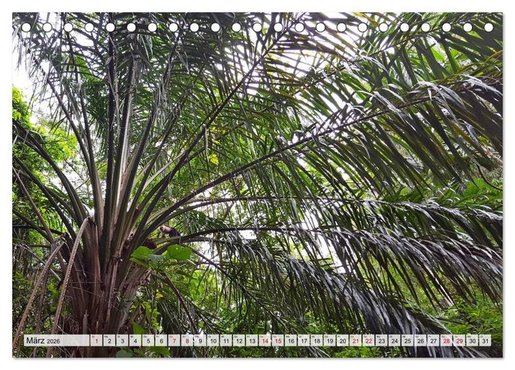 Produktbild: Costa Rica - Lebensfreude pur (Tischkalender 2026 DIN A5 quer), CALVENDO Monatskalender