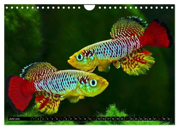 Produktbild: Killifische &ndash; Bunte Fische Afrikas (Wandkalender 2026 DIN A4 quer), CALVENDO Monatskalender