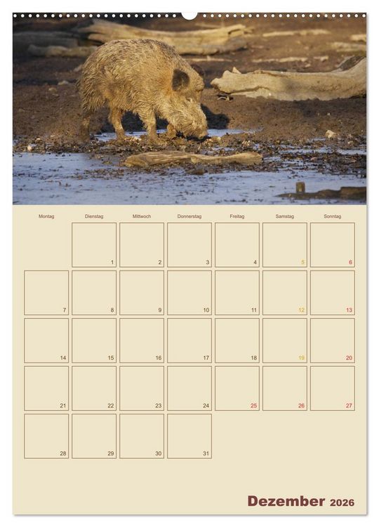 Produktbild: Wildschweine (Wandkalender 2026 DIN A2 hoch), CALVENDO Monatskalender