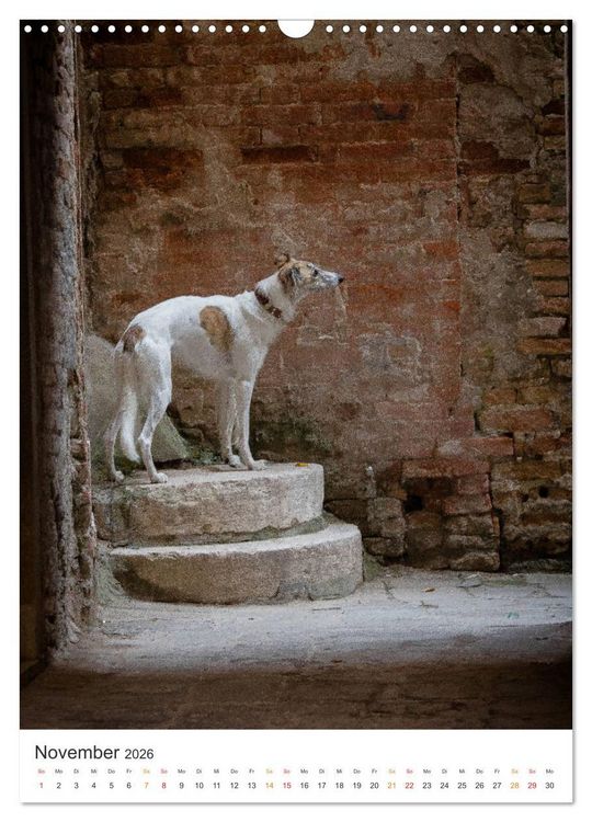 Produktbild: Silken Windsprites - Zwei Windhunde erobern die Lagunenstadt Venedig (Wandkalender 2026 DIN A3 hoch), CALVENDO Monatskalender