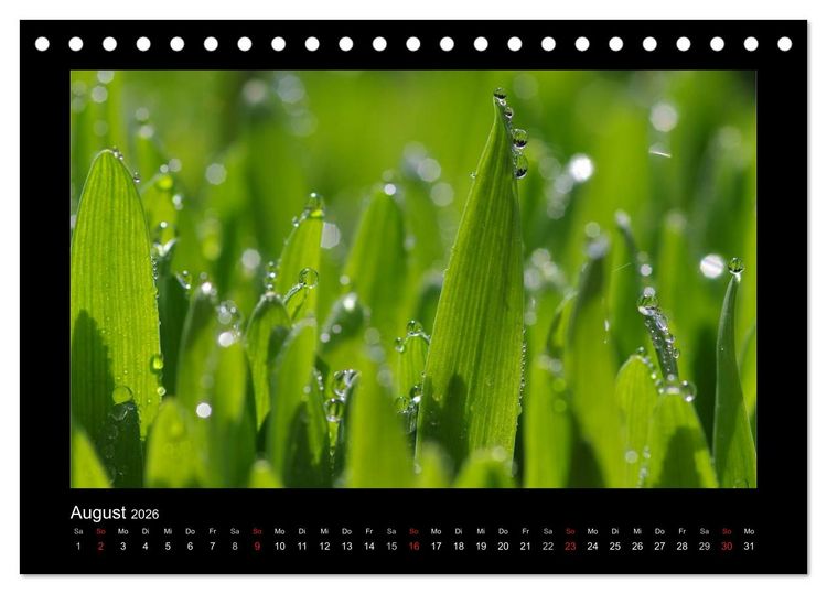 Produktbild: Meine kleine gr&uuml;ne Wassertropfen Welt (Tischkalender 2026 DIN A5 quer), CALVENDO Monatskalender