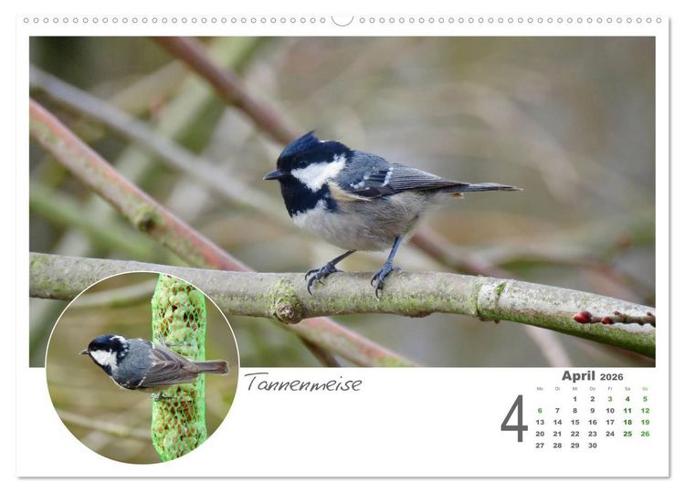 Produktbild: Gefiederte Garteng&auml;ste (Wandkalender 2026 DIN A2 quer), CALVENDO Monatskalender