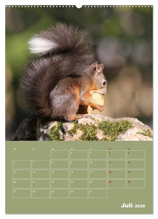 Produktbild: Eichh&ouml;rnchen - Planer (hochwertiger Premium Wandkalender 2026 DIN A2 hoch), Kunstdruck in Hochglanz