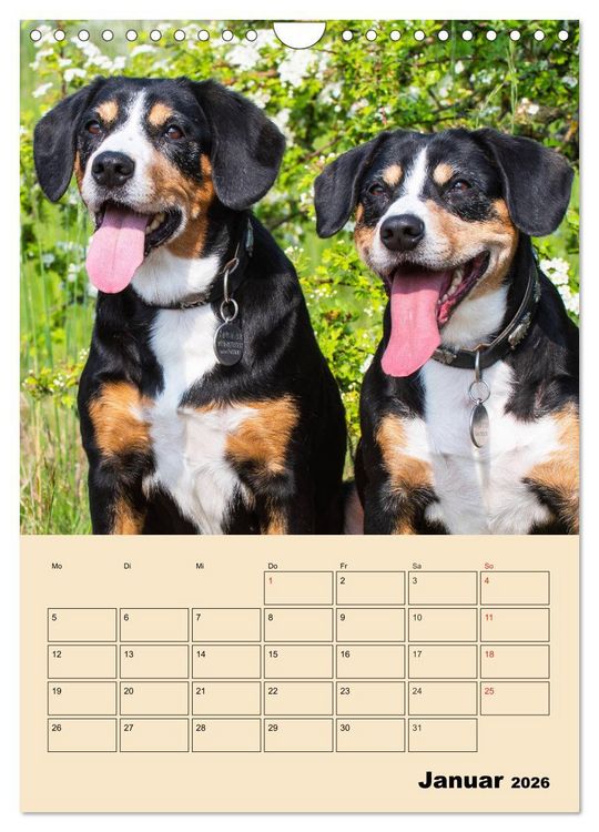 Produktbild: Jahresplaner Entlebucher Sennenhund (Wandkalender 2026 DIN A4 hoch), CALVENDO Monatskalender