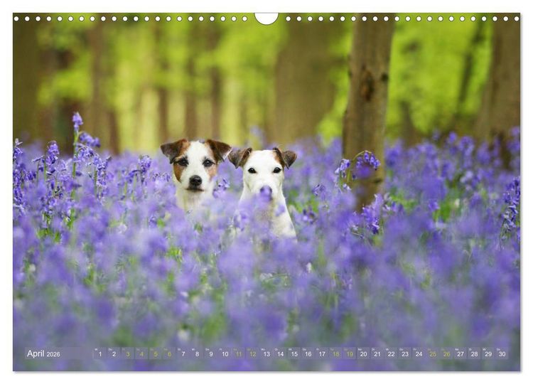 Produktbild: Die Parson-Russell-Terrier ...mit neuen Abenteuern aus der Hundeknipserei (Wandkalender 2026 DIN A3 quer), CALVENDO Monatskalender