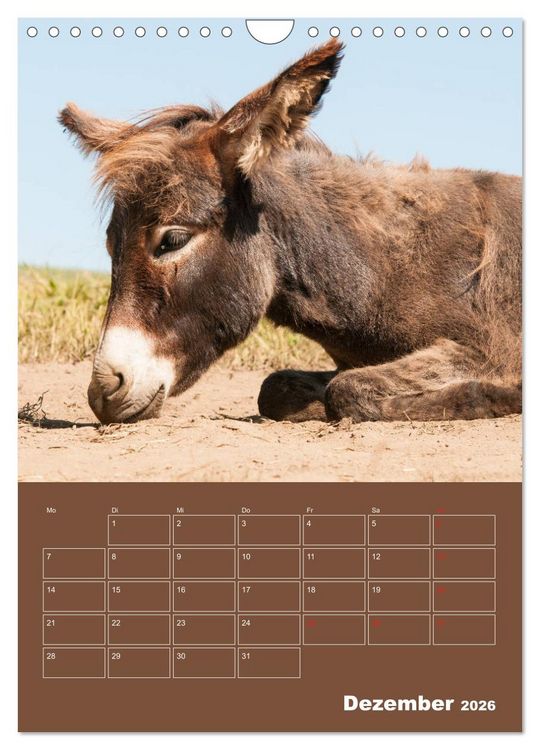Produktbild: Entz&uuml;ckende Esel - Charmant und liebenswert (Wandkalender 2026 DIN A4 hoch), CALVENDO Monatskalender