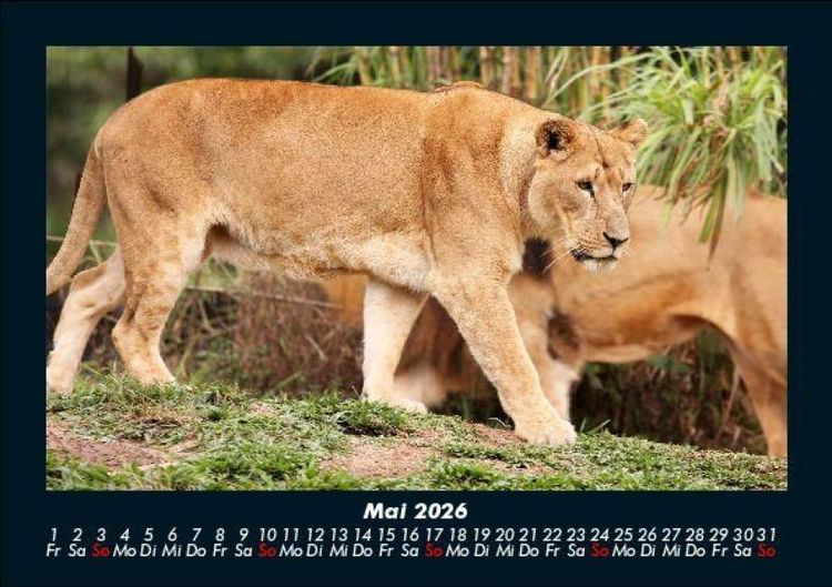 Produktbild: Tierkalender 2026 Fotokalender DIN A5