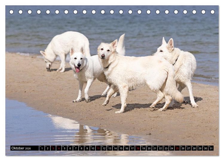 Produktbild: Berger Blanc Suisse - Weggef&auml;hrten auf 4 Pfoten (Tischkalender 2026 DIN A5 quer), CALVENDO Monatskalender