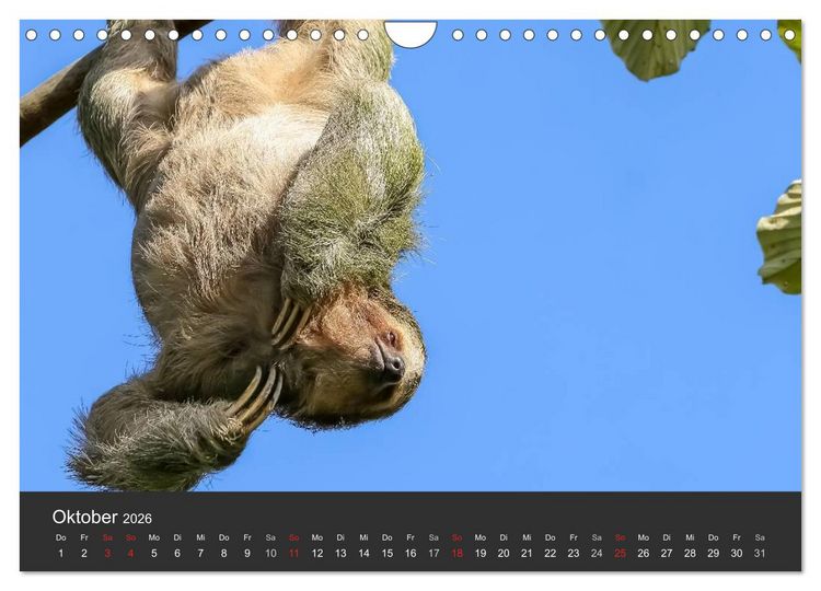 Produktbild: Costa Rica tierisch gut 2026 (Wandkalender 2026 DIN A4 quer), CALVENDO Monatskalender