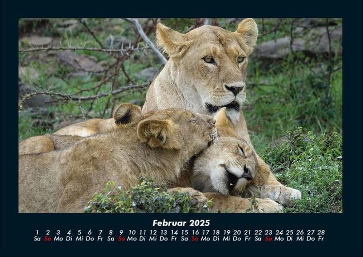 Produktbild: Welt der Tiere 2025 Fotokalender DIN A4
