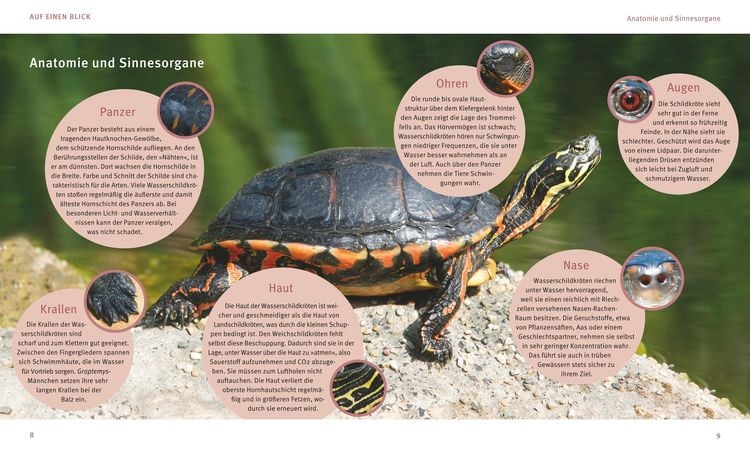 Wasserschildkröten