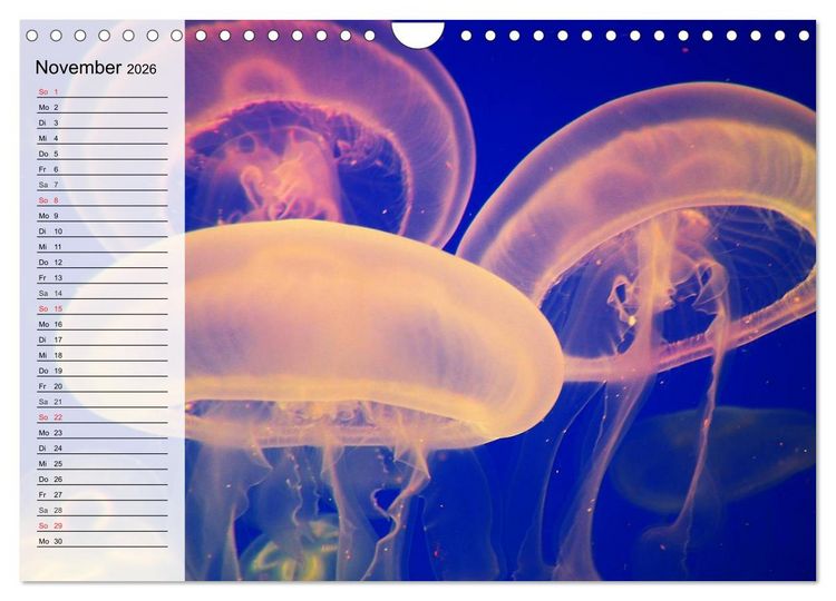 Produktbild: Quallen. &Auml;therische Wunderwesen (Wandkalender 2026 DIN A4 quer), CALVENDO Monatskalender