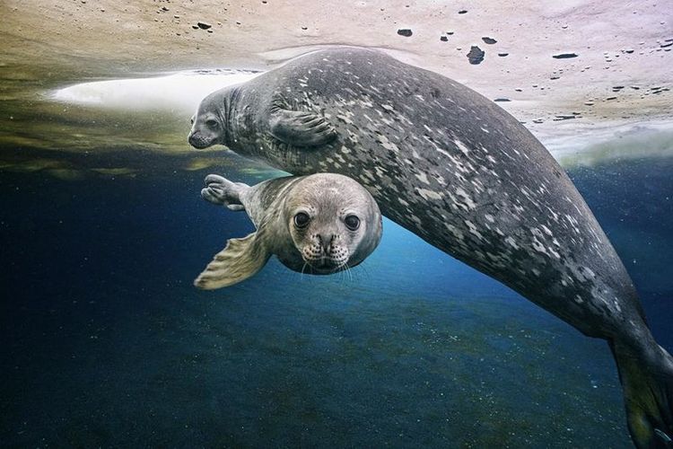 Produktbild: FROZEN PLANET - EISIGE WELTEN II [2 DVDs]