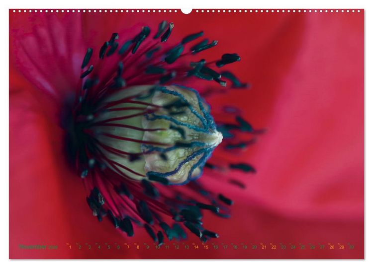 Produktbild: DEEP INSIDE - Bl&uuml;tenmakros (hochwertiger Premium Wandkalender 2026 DIN A2 quer), Kunstdruck in Hochglanz