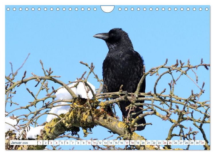 Produktbild: Heimische V&ouml;gel - Im Wald, im Garten und auf der Wiese (Wandkalender 2026 DIN A4 quer), CALVENDO Monatskalender