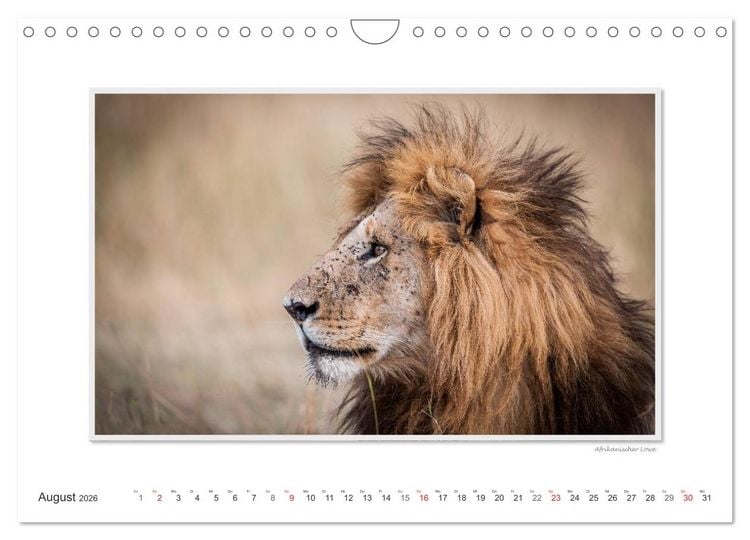 Produktbild: Emotionale Momente: Gro&szlig;e Raubkatzen der Welt. (Wandkalender 2026 DIN A4 quer), CALVENDO Monatskalender