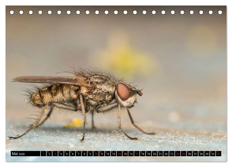 Produktbild: Kleine Wesen &ndash; Makroaufnahmen von einheimischen Insekten (Tischkalender 2026 DIN A5 quer), CALVENDO Monatskalender