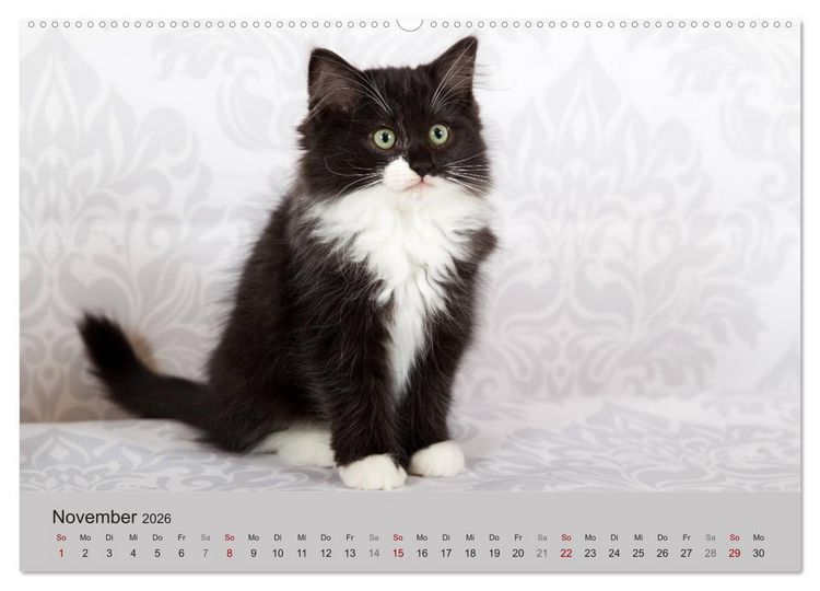 Produktbild: Verspielte Ragdolls - Sanfte Katzen in seidigem Haarkleid (Wandkalender 2026 DIN A2 quer), CALVENDO Monatskalender