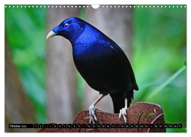 Produktbild: Australiens Tierwelt (Wandkalender 2026 DIN A3 quer), CALVENDO Monatskalender