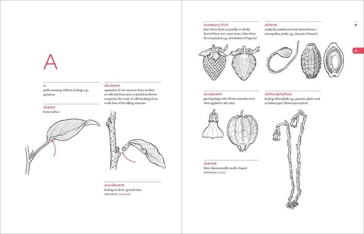 Produktbild: A Botanist's Vocabulary