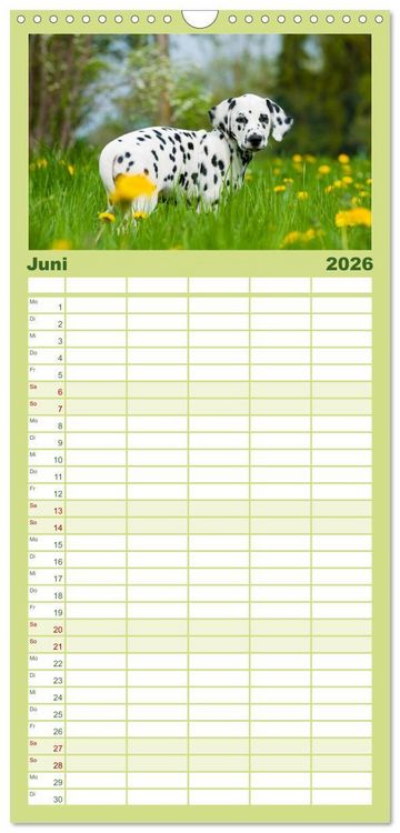 Produktbild: Familienplaner 2026 - Dalmatiner mit 5 Spalten (Wandkalender, 21 x 45 cm) CALVENDO