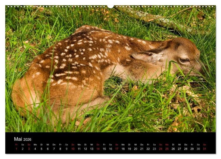 Produktbild: Der Rothirsch, K&ouml;nig der W&auml;lder (Wandkalender 2026 DIN A2 quer), CALVENDO Monatskalender