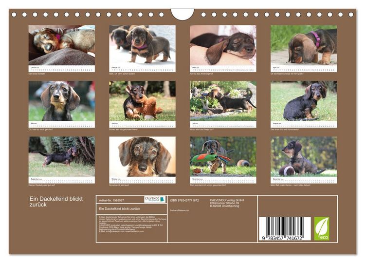 Produktbild: Ein Dackelkind blickt zur&uuml;ck (Wandkalender 2026 DIN A4 quer), CALVENDO Monatskalender