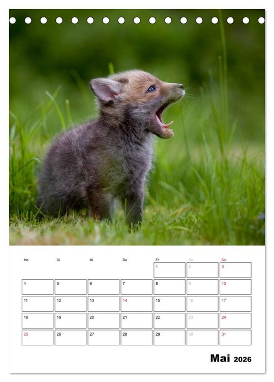 Produktbild: Rotfuchs - Impressionen (Tischkalender 2026 DIN A5 hoch), CALVENDO Monatskalender