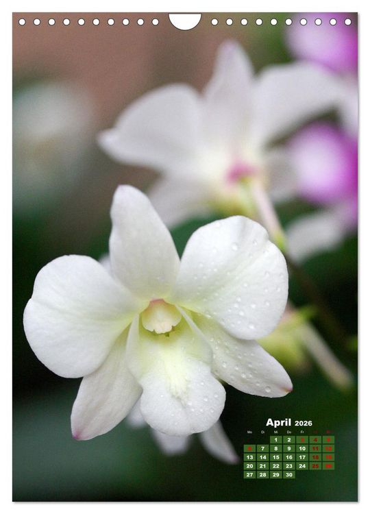 Produktbild: Traumhafte Orchideen (Wandkalender 2026 DIN A4 hoch), CALVENDO Monatskalender