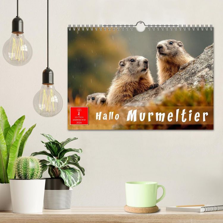 Produktbild: Hallo Murmeltier (Wandkalender 2026 DIN A4 quer), CALVENDO Monatskalender
