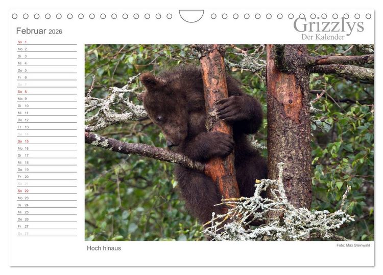 Produktbild: Grizzlys - Der Kalender (Wandkalender 2026 DIN A4 quer), CALVENDO Monatskalender
