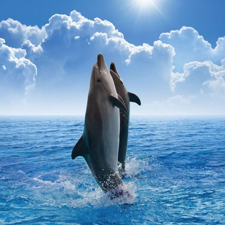 Produktbild: Delfine / Dolphins 2027