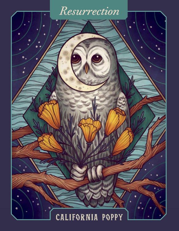 Produktbild: Illustrated Herbiary Oracle Cards