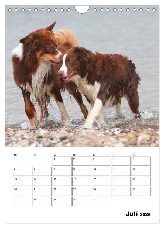 Produktbild: Australian Shepherd (Wandkalender 2026 DIN A4 hoch), CALVENDO Monatskalender