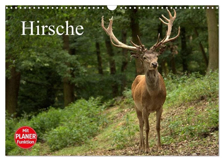 Produktbild: Hirsche (Wandkalender 2026 DIN A3 quer), CALVENDO Monatskalender