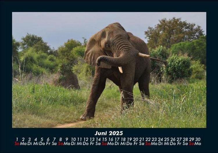 Produktbild: Elefanten - Die sanften Riesen Afrikas 2025 Fotokalender DIN A5