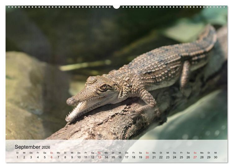 Produktbild: Gro&szlig;e Echsen. Krokodile und Alligatoren (hochwertiger Premium Wandkalender 2026 DIN A2 quer), Kunstdruck in Hochglanz