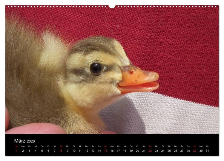 Produktbild: Laufentenk&uuml;ken - Sunny (Wandkalender 2026 DIN A2 quer), CALVENDO Monatskalender