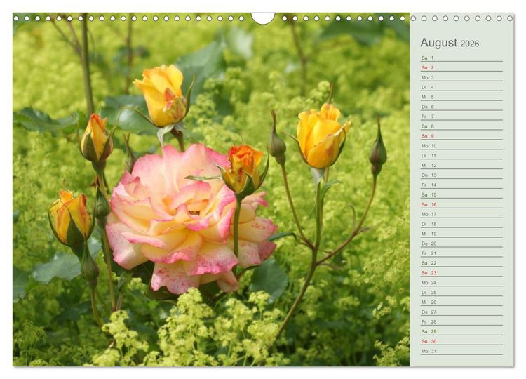Produktbild: Rosen, Rosen ... arrangiert und am Strauch (Wandkalender 2026 DIN A3 quer), CALVENDO Monatskalender